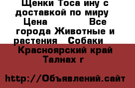 Щенки Тоса-ину с доставкой по миру › Цена ­ 68 000 - Все города Животные и растения » Собаки   . Красноярский край,Талнах г.
